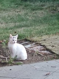 Chat
