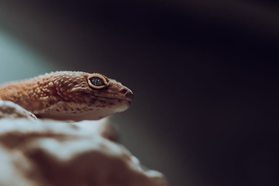 Alimentation du dragon barbu juvénile : le guide complet