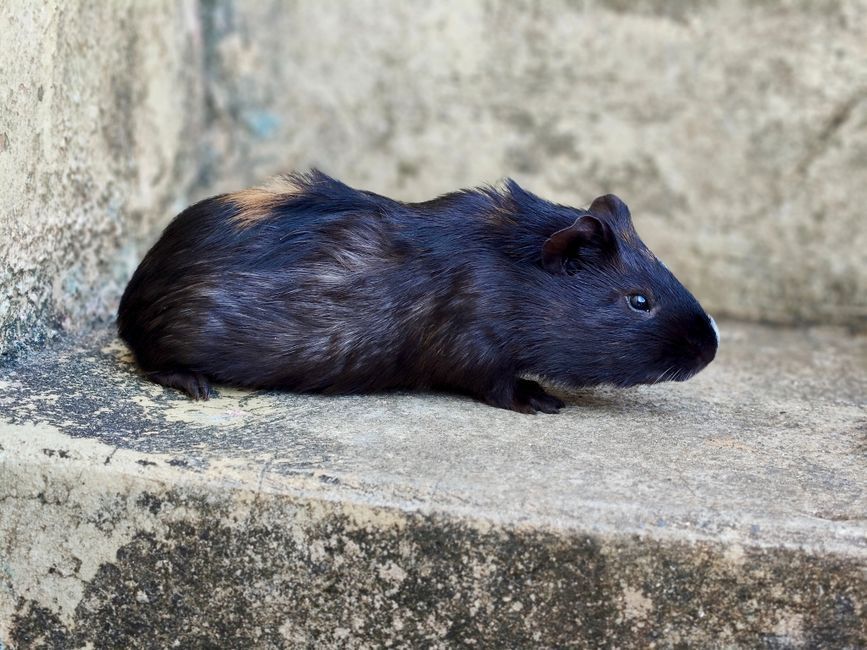 Rat domestique : alimentation complète et aliments interdits