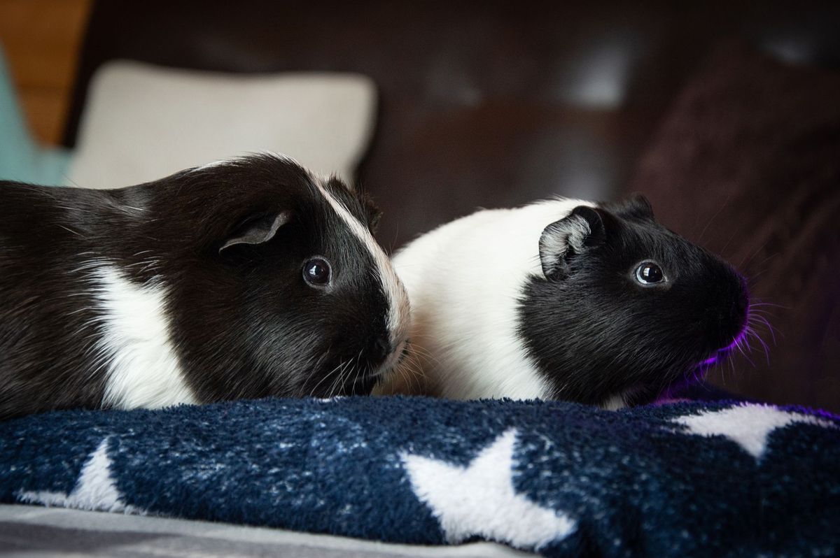 Cage pour hamster : le guide complet pour bien choisir et aménager