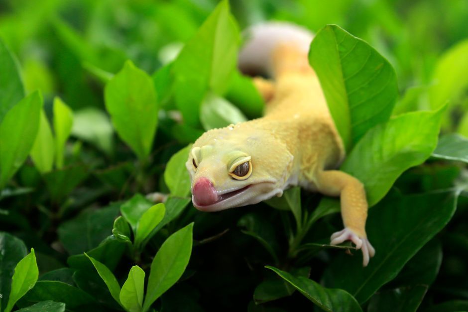 Close-up of a leopard gecko perched among vibrant green leaves, showcasing its unique colors.