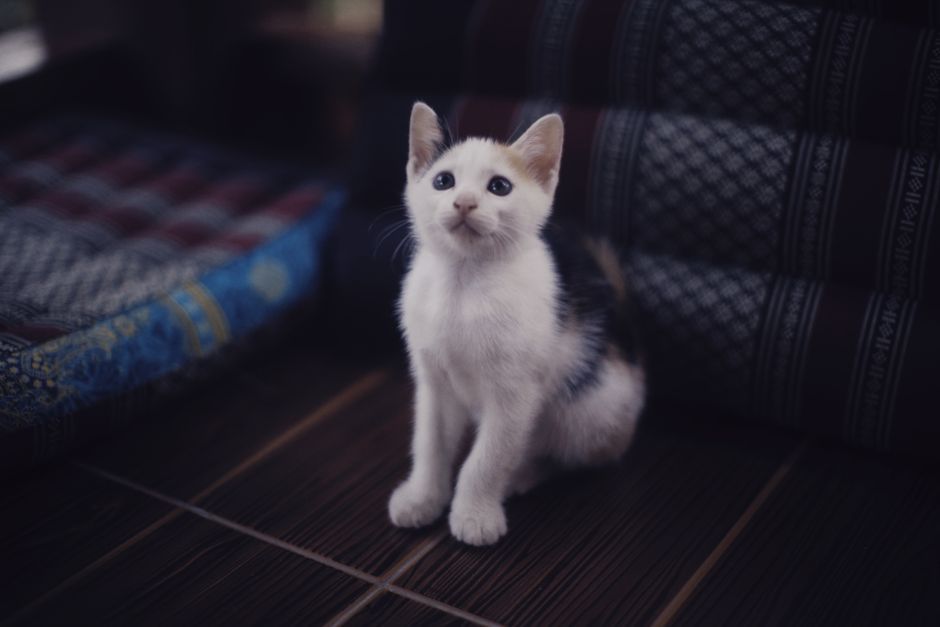 Close-up of a cute domestic kitten sitting indoors, looking up adorably.