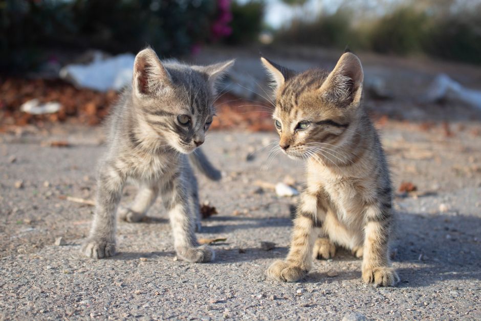 Two cute tabby kittens sitting outdoors on a sunny day in Bir Jdid, Morocco.