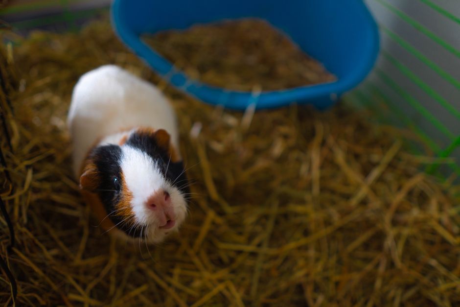 Cochon d'Inde : alimentation complète