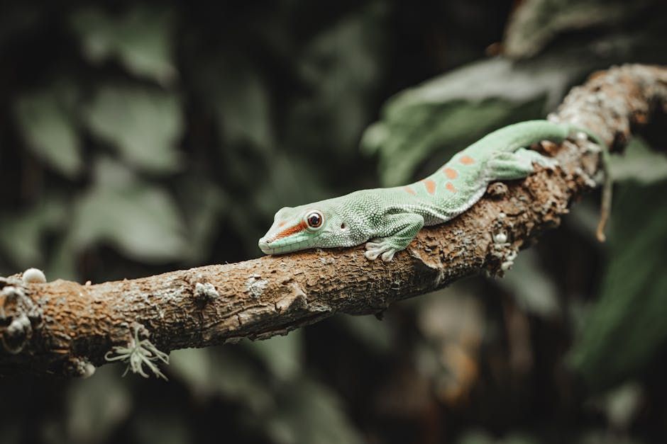 Gecko léopard : tout ce qu'il faut savoir avant d'en adopter un (guide complet 2026)