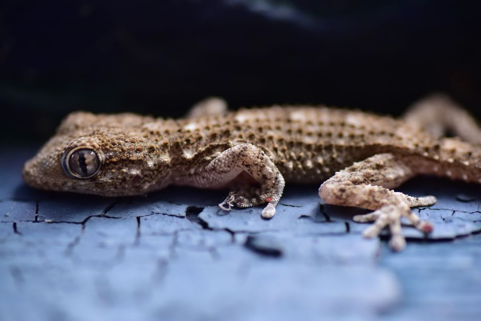 Gecko Léopard : le setup terrarium parfait