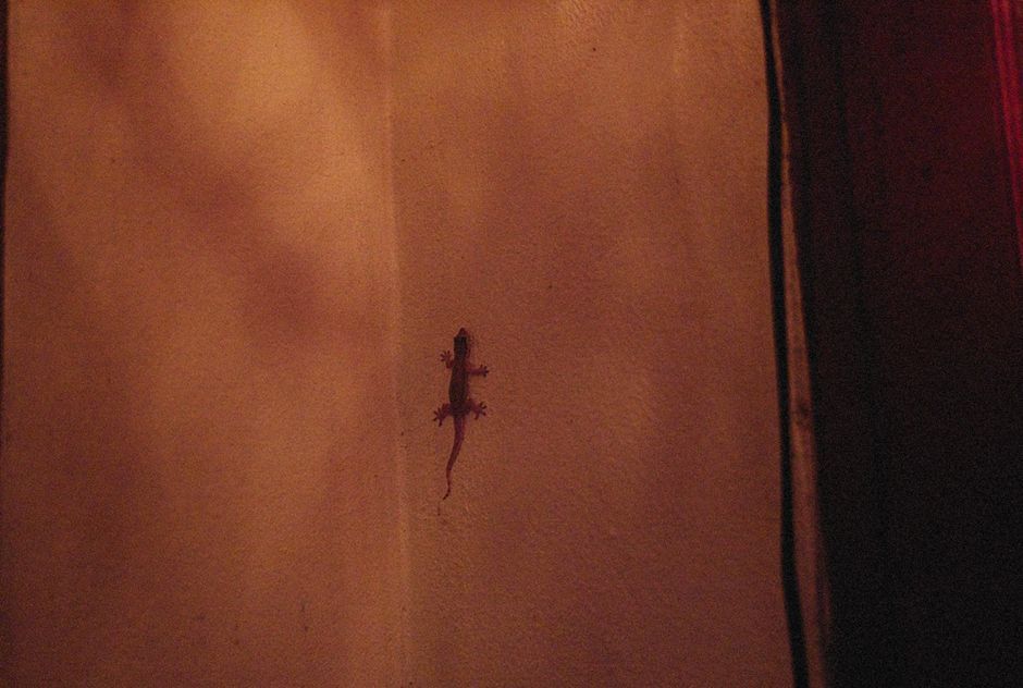 Gecko silhouette on a wall, casting shadows in warm lighting ambiance.