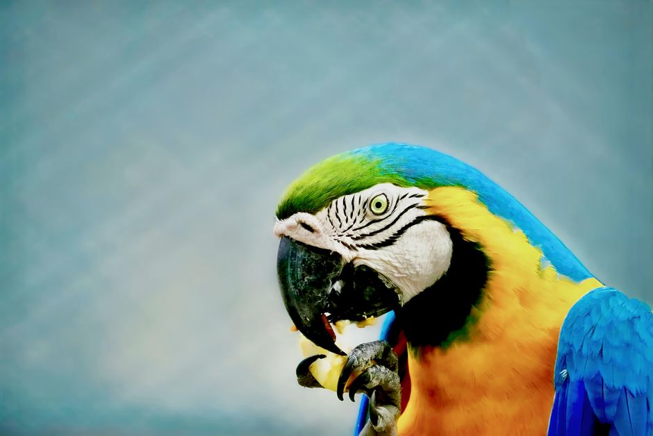 Close-up of a blue and yellow macaw in Kolkata, India, showcasing vivid plumage and natural beauty.