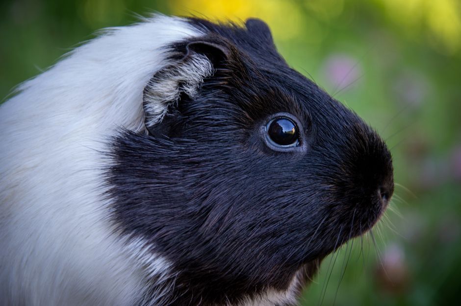 Adorable black and white guinea pig captured in a close-up shot outdoors.