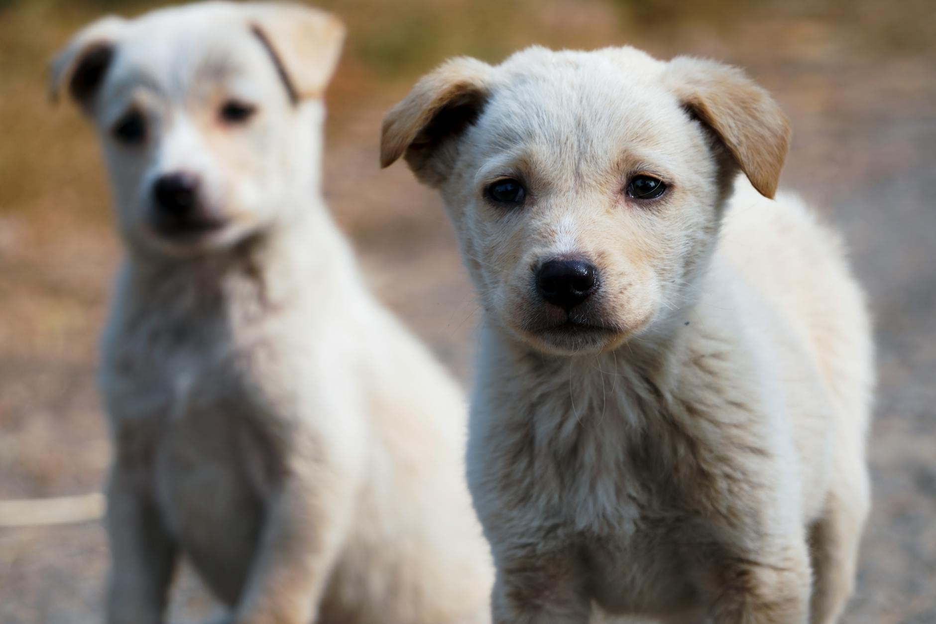 Meilleur aliment pour chien en 2026 : notre sélection complète