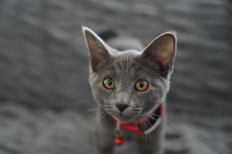 A close-up shot of a gray kitten with bright eyes, wearing a red collar, staring curiously indoors.