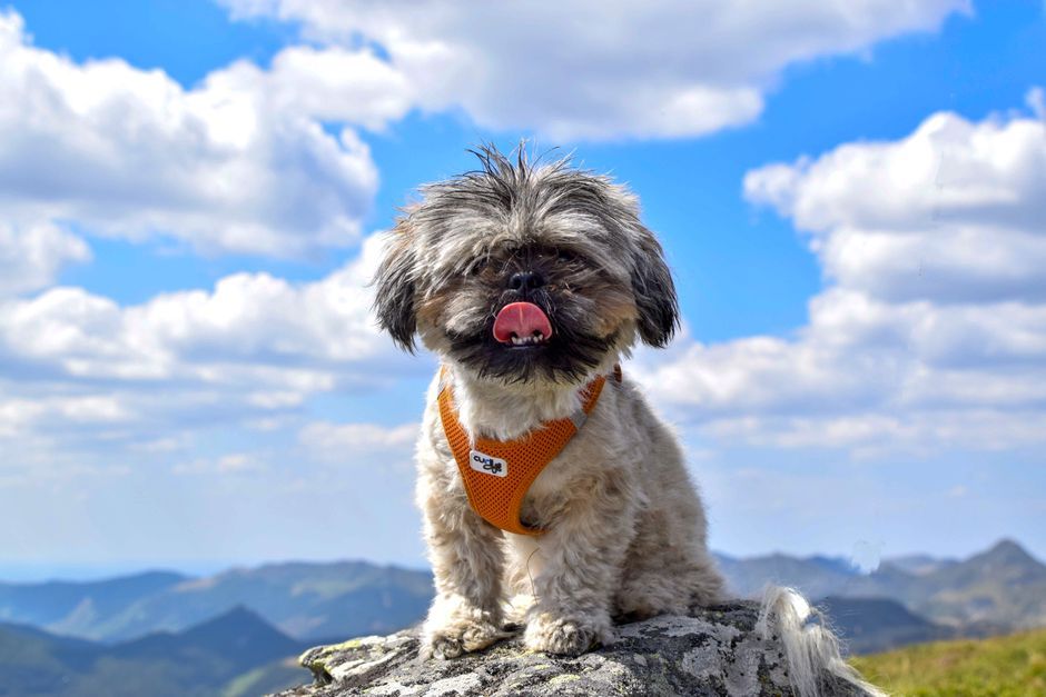 A cute Shih Tzu dog sits on a mountain rock under a clear blue sky with fluffy clouds.