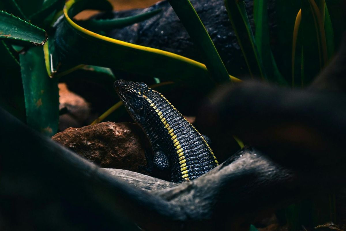 Meilleur terrarium pour gecko léopard : notre sélection 2026