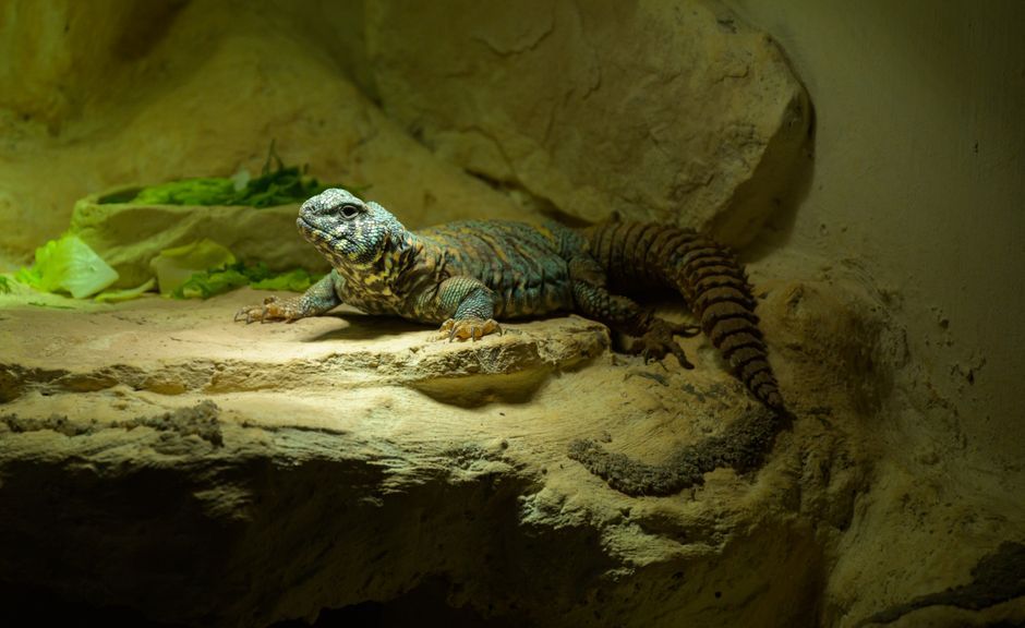 An ornate mastigure lizard basking on rocks in a controlled habitat setting.