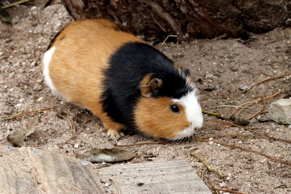 A tri-colored guinea pig exploring its natural outdoor habitat on a sandy surface.