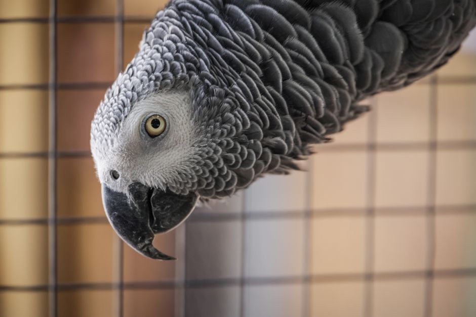 Detailed close-up of an African Grey Parrot inside a cage, showcasing its intricate feather patterns.