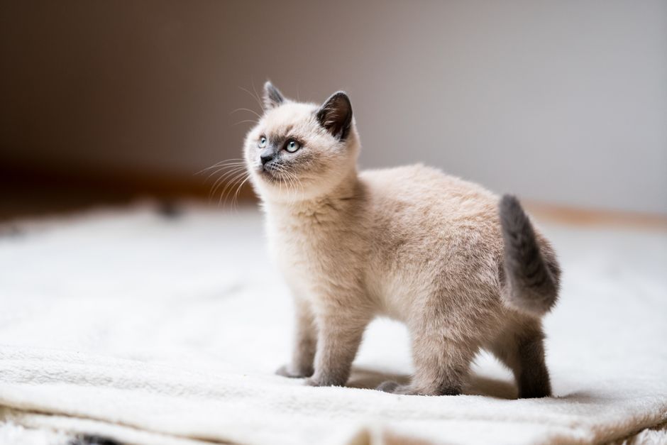 Charming Siamese kitten with blue eyes standing on a rug, captured in soft indoor lighting.