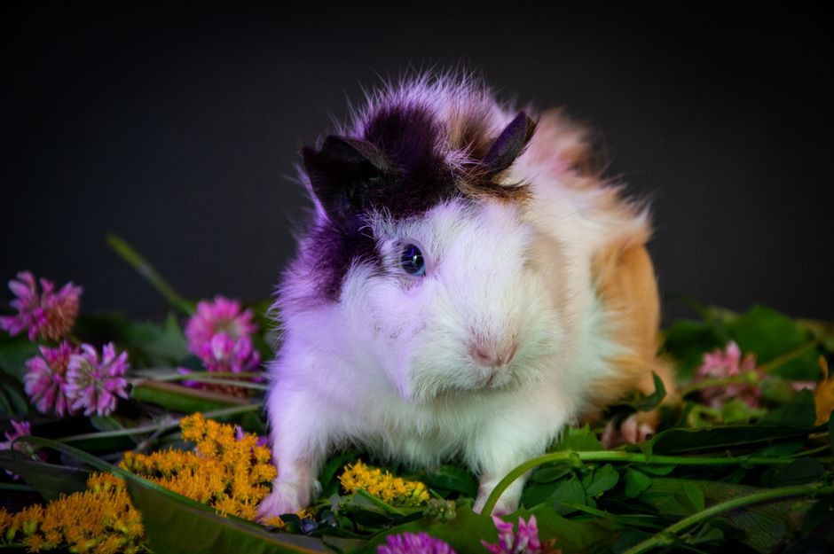 Adorable guinea pig nestled amidst vibrant colorful wildflowers.