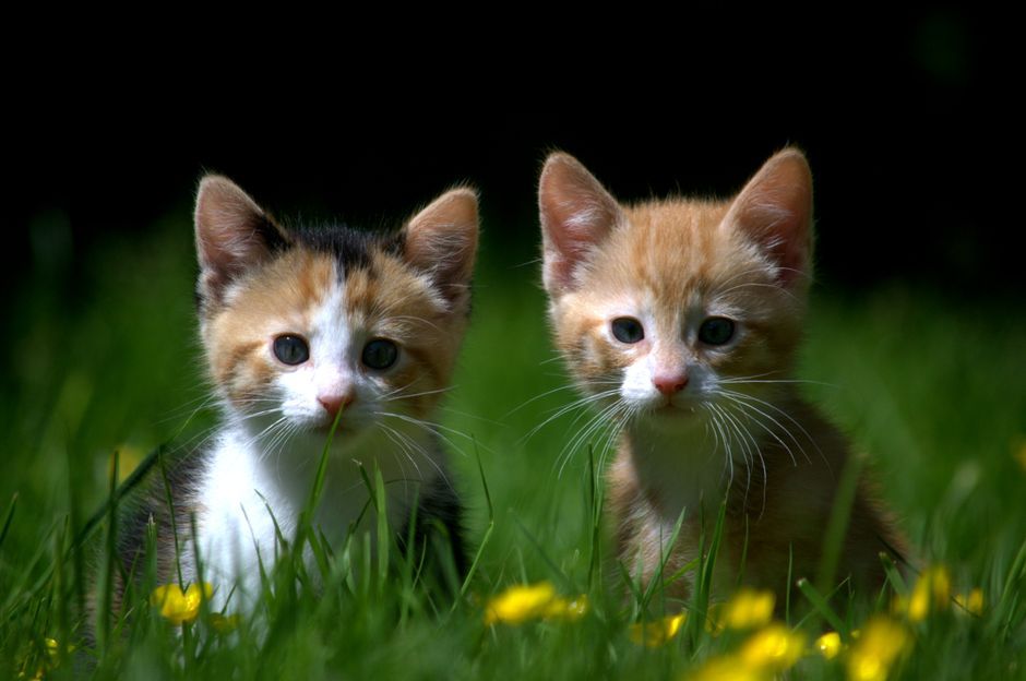 Two cute kittens sit amidst a lush field of grass, showcasing their playful charm and innocence.