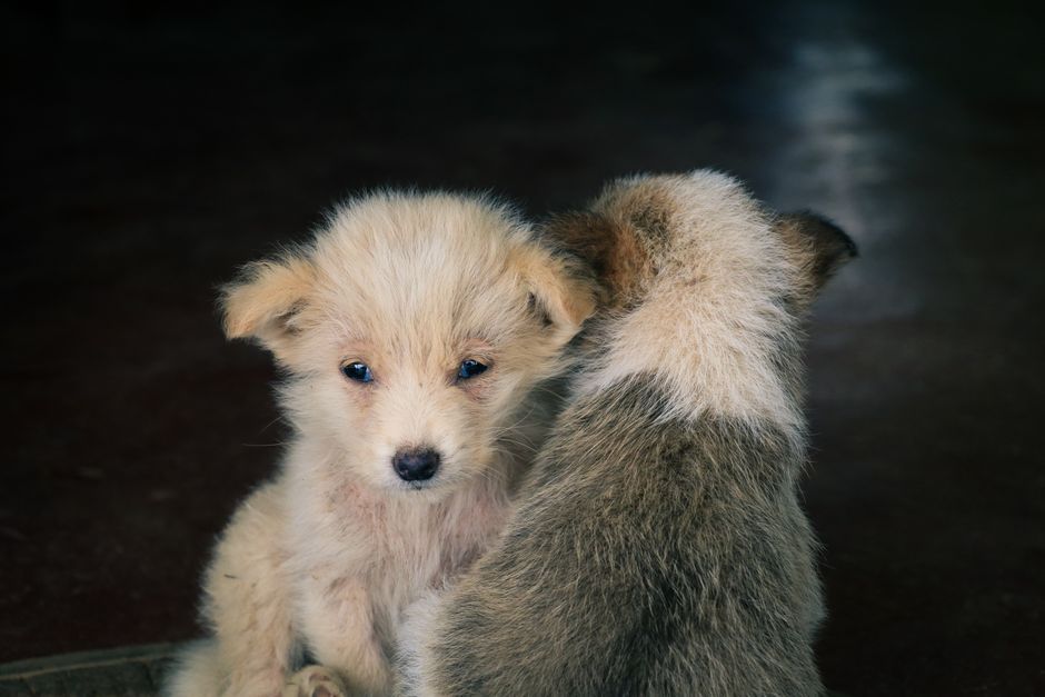 Cute puppies cuddling together indoors in Sri Lanka, capturing their endearing bond.