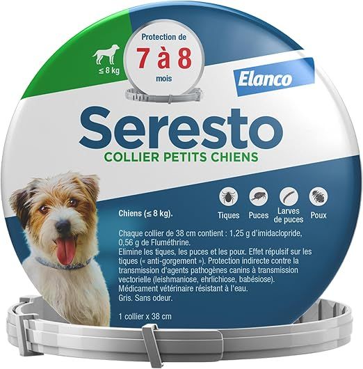 Mon chien se gratte : remèdes naturels et protection durable
