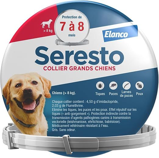 Mon chien tousse : causes, remèdes et quand consulter le vétérinaire