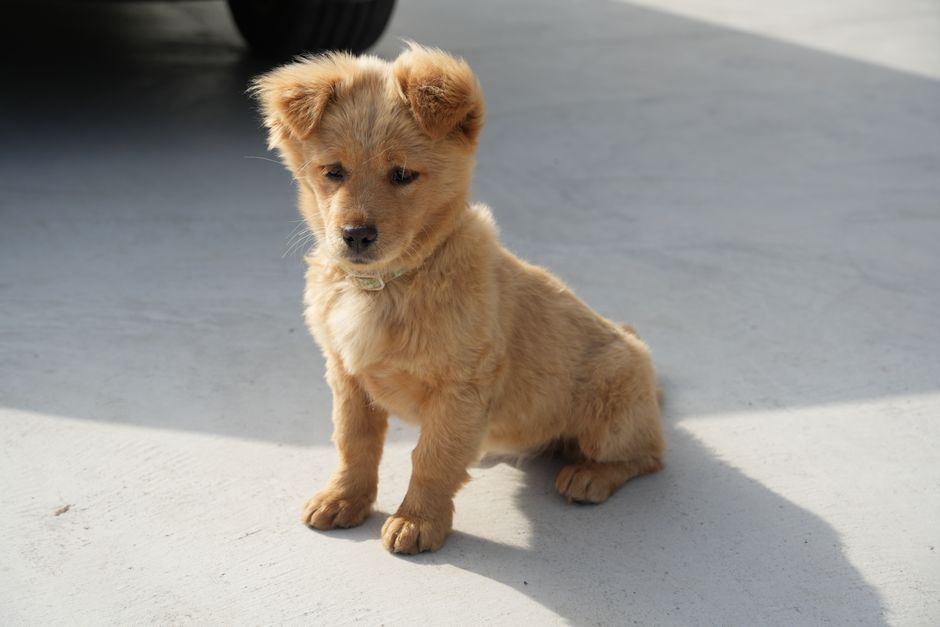 Cute fluffy puppy sitting on a sunny day outdoors, showcasing its playful innocence.