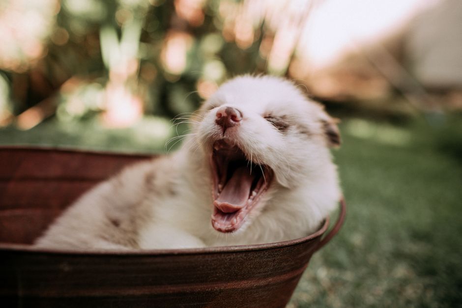 Cute fluffy puppy yawning in a rustic bowl outdoors. Perfect for pet lovers!