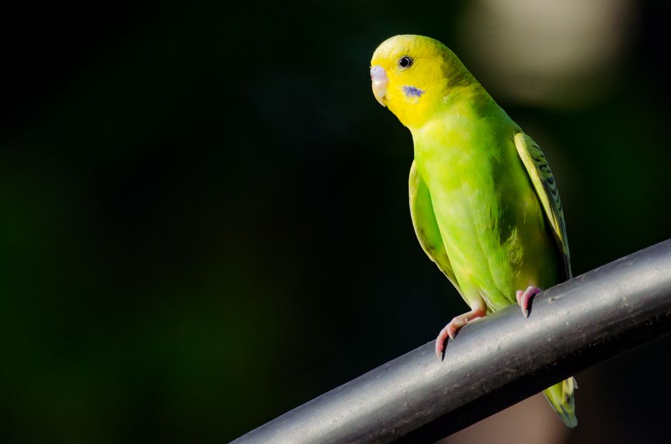Vibrant green budgerigar perched on a rail against a dark background.