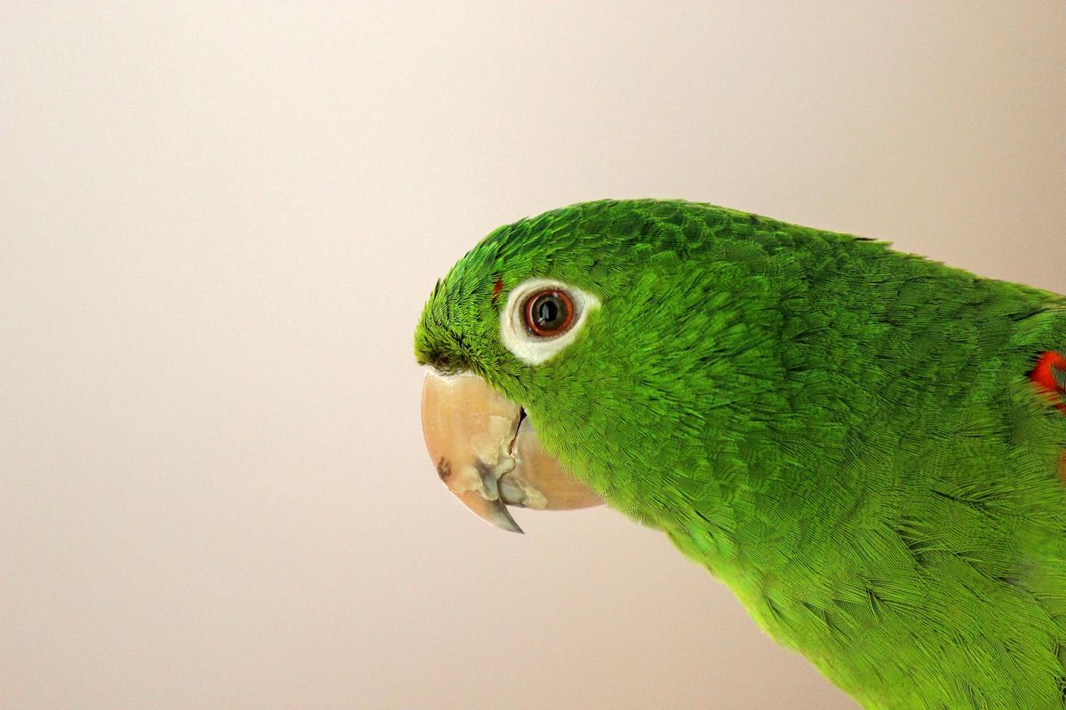 Oiseau qui tremble : identifier les causes et agir vite