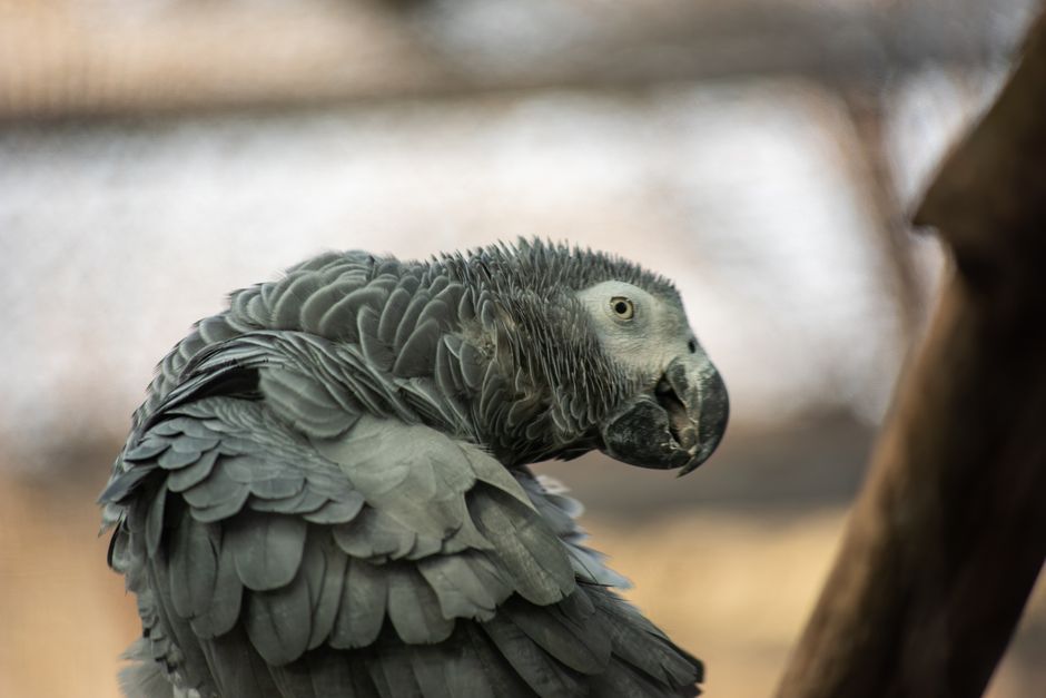 Perroquet Jaco qui s'arrache les plumes : causes et solutions