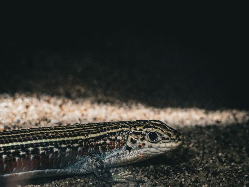 A captivating portrait of a sand lizard in its natural habitat, highlighting its intricate scales.