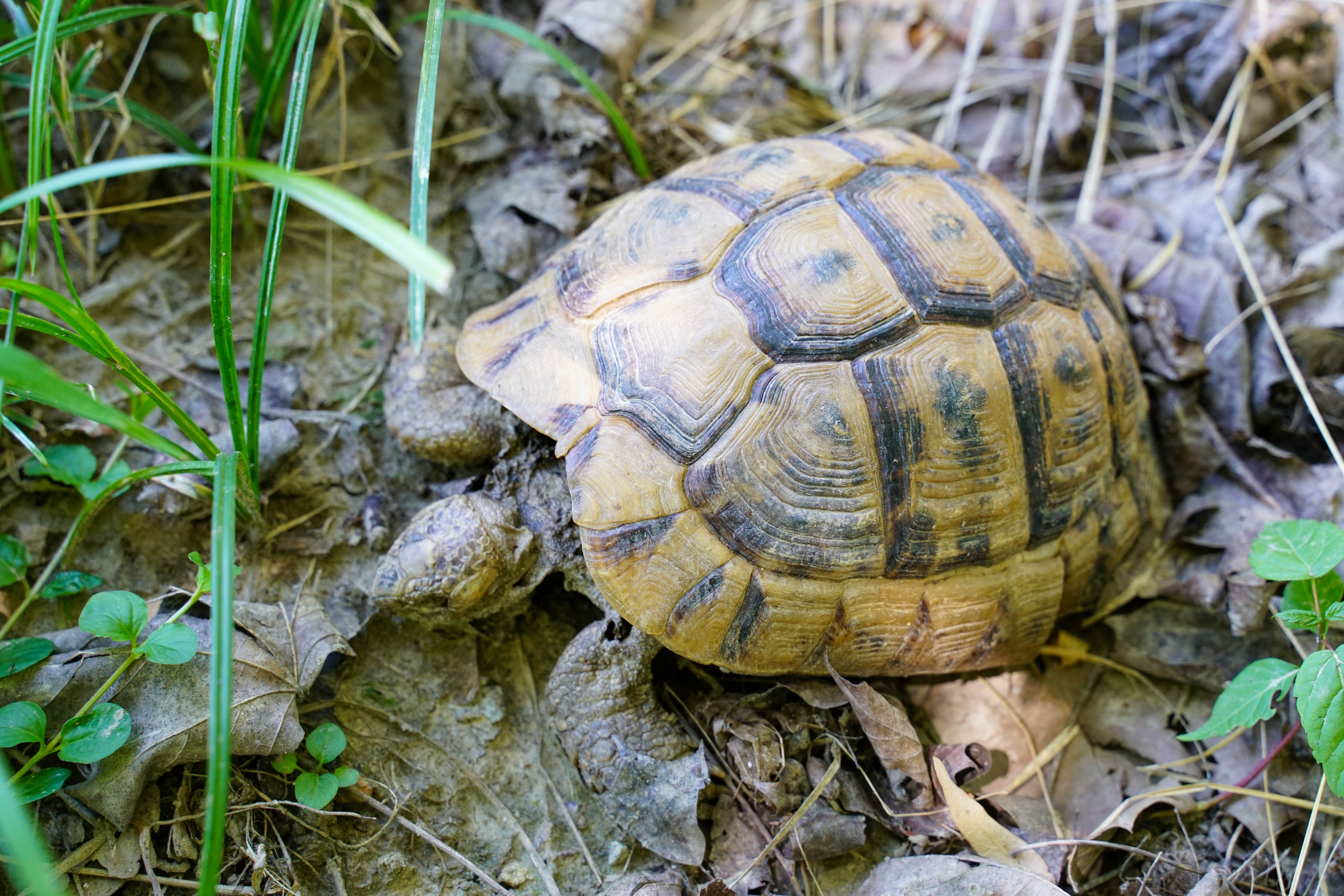 Tortue d'Hermann en gros plan dans son habitat naturel
