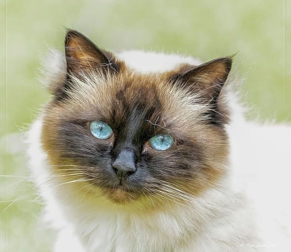 Chats