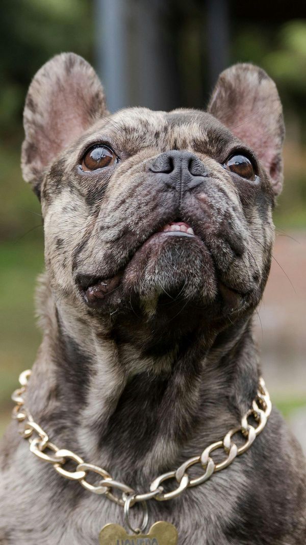 Chiens