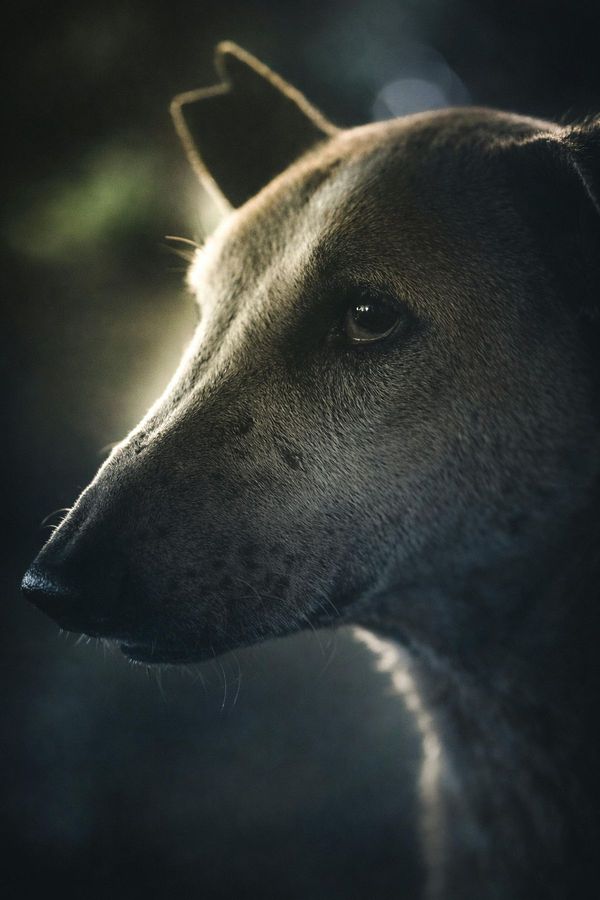 Chiens