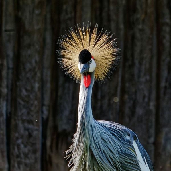 Oiseaux