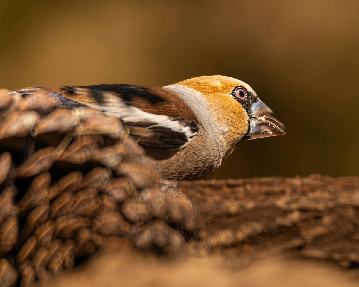 Oiseaux