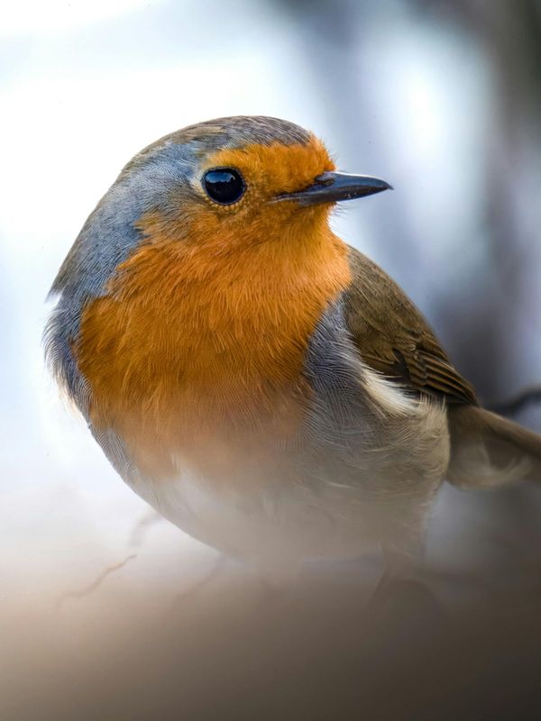 Oiseaux
