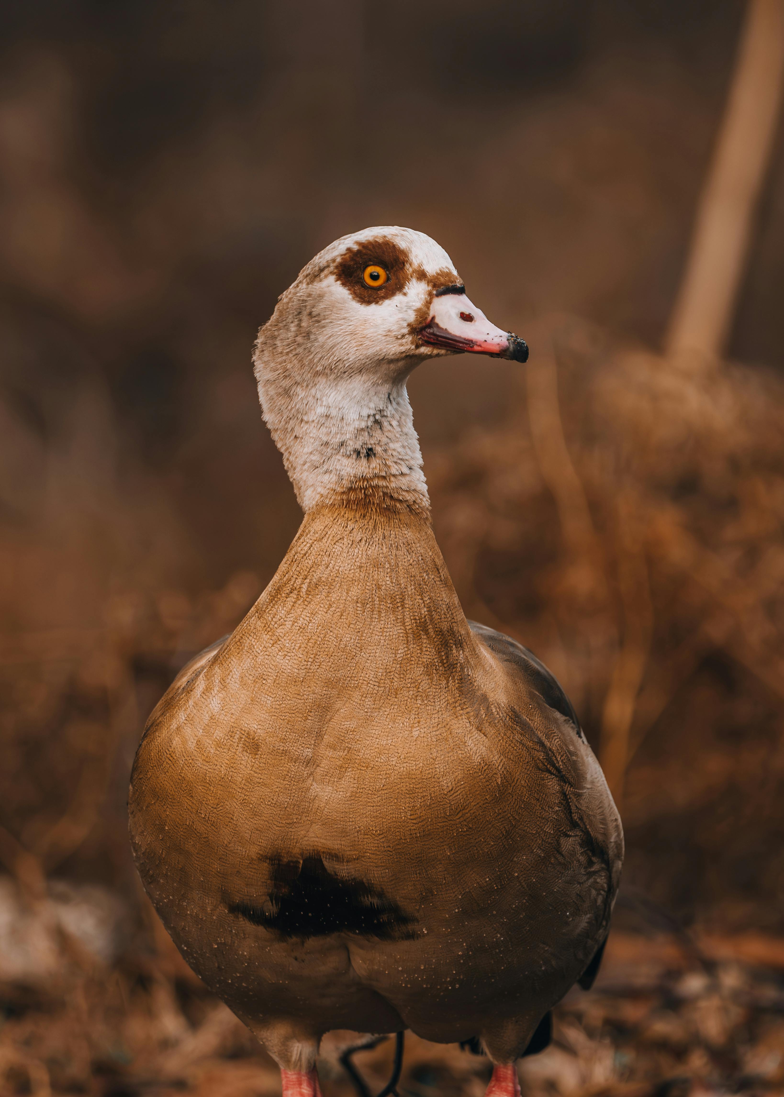 Oiseaux