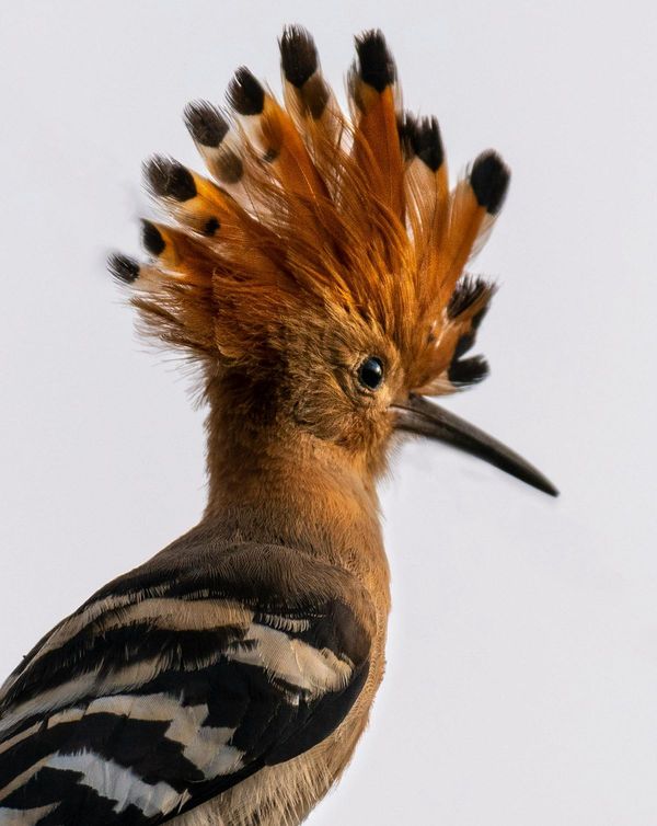 Oiseaux