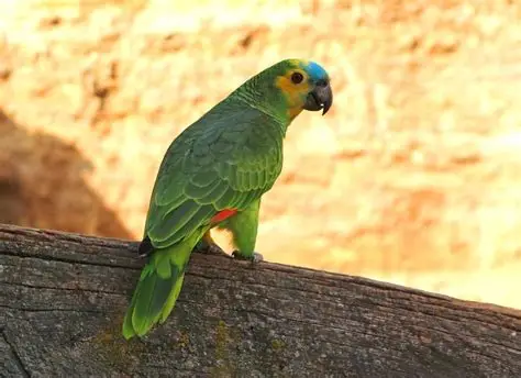 Amazone à Front Bleu