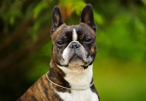 Boston Terrier - Chiens