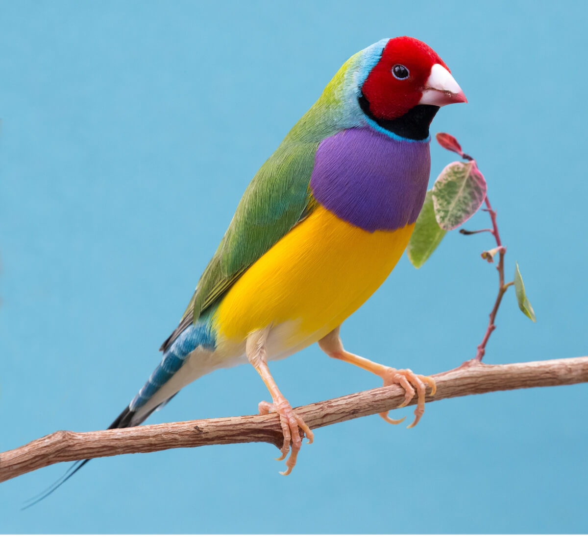 Diamant de Gould - Oiseaux