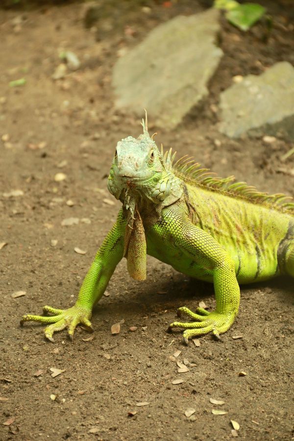 Iguane Vert