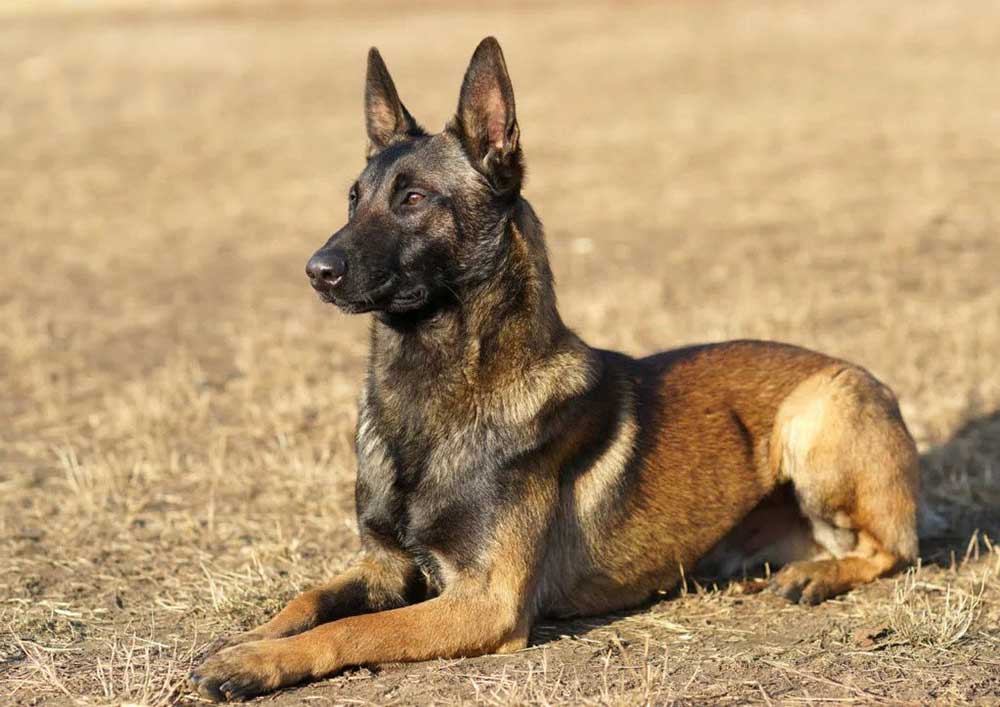 Malinois Belge