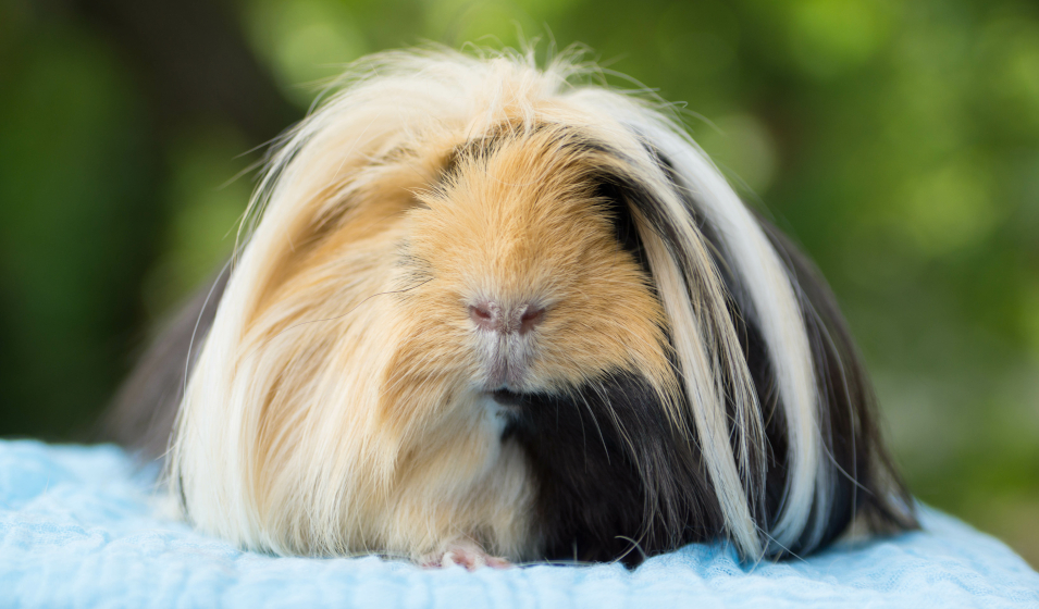 Cochon d'Inde Angora