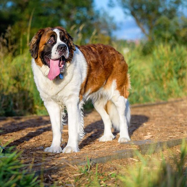 Saint-Bernard