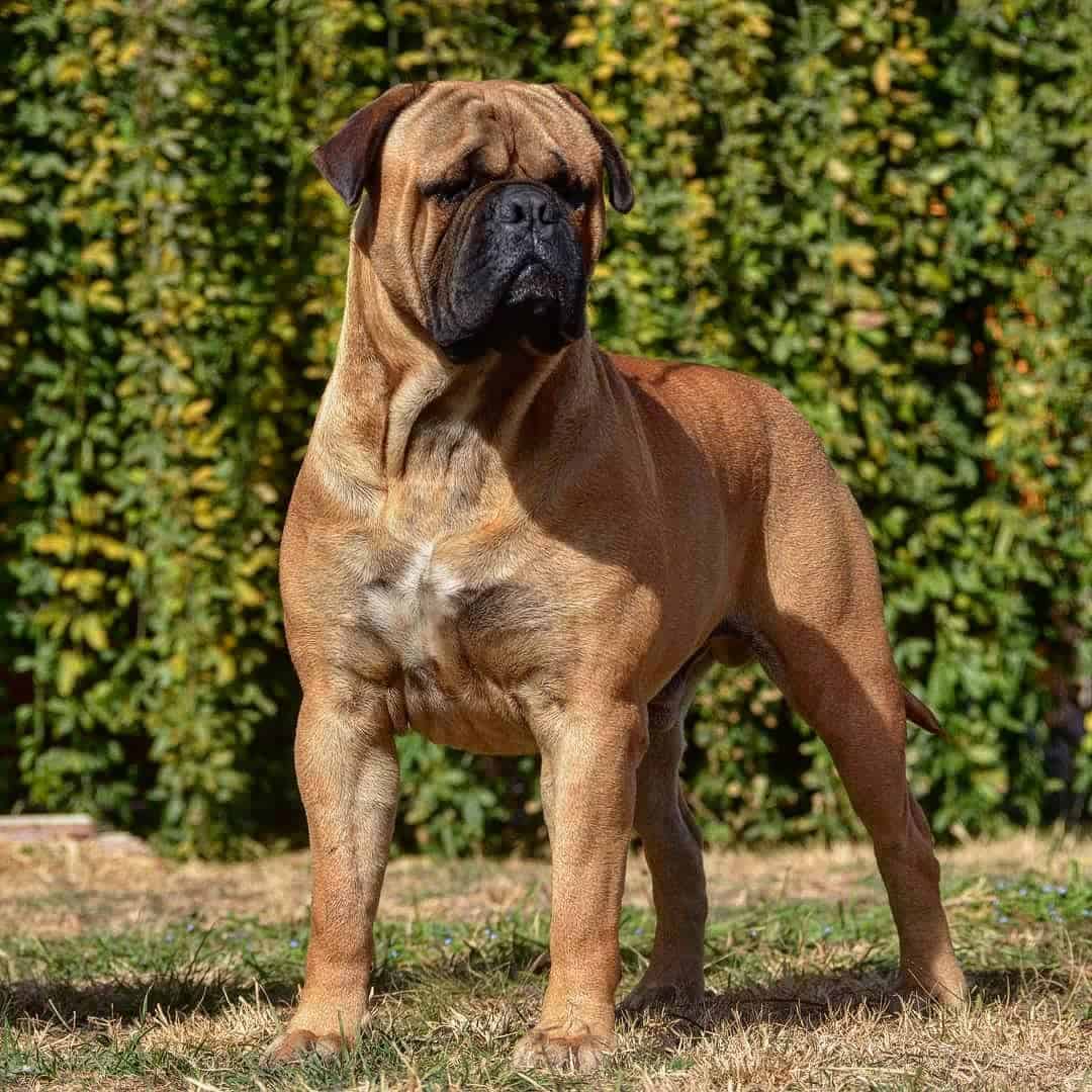 Bullmastiff - Chiens