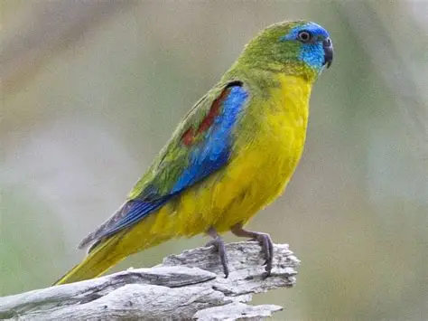 Perruche Turquoisine